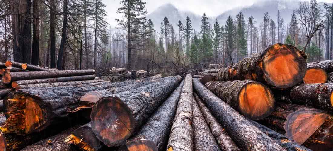 Blue River Log Cleanup